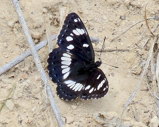 southern white admiral